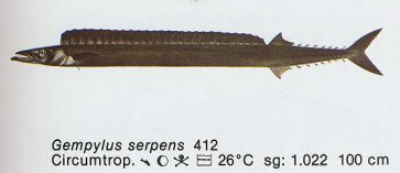 Gempylus serpens